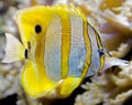 Copperband butterfly fish 5 Royalty Free Stock Photo