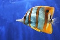 Copperband Butterfly Fish Royalty Free Stock Photo