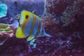 Copperband butterfly fish Chelmon rostratus Royalty Free Stock Photo