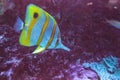 Copperband butterfly fish Chelmon rostratus Royalty Free Stock Photo