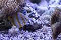 Copperband butterfly fish - Chelmon rostratus - between corals Royalty Free Stock Photo