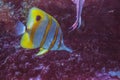 Copperband butterfly fish Chelmon rostratus Royalty Free Stock Photo
