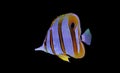 Copperband butterfly fish swim in coral reef aquarium tank Royalty Free Stock Photo