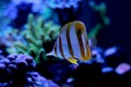 Copperband butterfly fish swim in coral reef aquarium tank Royalty Free Stock Photo