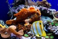 Copperband butterfly fish and a frog fish Royalty Free Stock Photo