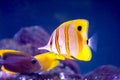 Copperband Butterfly Fish Royalty Free Stock Photo