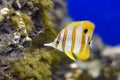 Copperband Butterflyfish Royalty Free Stock Photo