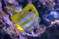 Copperband Butterflyfish Royalty Free Stock Photo