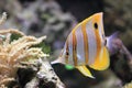 Copperband butterflyfish Royalty Free Stock Photo