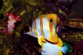 Copperband Butterflyfish - Chelmon rostratus Royalty Free Stock Photo