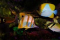 Copperband Butterflyfish - Chelmon rostratus Royalty Free Stock Photo