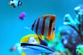 Copperband Butterflyfish - Chelmon rostratus Royalty Free Stock Photo