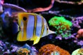 Copperband Butterflyfish - Chelmon rostratus Royalty Free Stock Photo