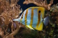 Copperband Butterflyfish - Chelmon rostratus Royalty Free Stock Photo