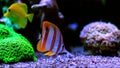 Copperband Butterflyfish - Chelmon rostratus Royalty Free Stock Photo