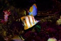 Copperband Butterflyfish - Chelmon rostratus Royalty Free Stock Photo