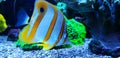 Copperband Butterflyfish - Chelmon rostratus Royalty Free Stock Photo