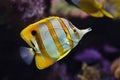 Copperband butterflyfish Chelmon rostratus Royalty Free Stock Photo