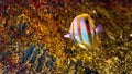 Copperband butterflyfish - Chelmon rostratus - between corals Royalty Free Stock Photo