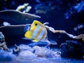 copperband butterflyfish (Chelmon rostratus) isolated on a reef tank with blurred background Royalty Free Stock Photo