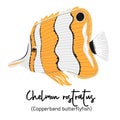 Copperband butterflyfish or Chelmon rostratus. Marine dweller with colorful body and fins for swimming Royalty Free Stock Photo
