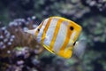 Copperband butterflyfish Chelmon rostratus. Royalty Free Stock Photo