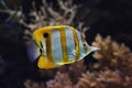 Copperband butterflyfish Chelmon rostratus Royalty Free Stock Photo