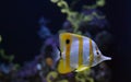 Copperband butterflyfish Chelmon rostratus Royalty Free Stock Photo