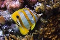 Copperband butterflyfish Chelmon rostratus Royalty Free Stock Photo