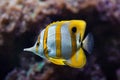 Copperband butterflyfish (Chelmon rostratus). Royalty Free Stock Photo