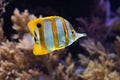 Copperband butterflyfish (Chelmon rostratus). Royalty Free Stock Photo