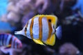 Copperband butterflyfish Royalty Free Stock Photo