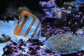 Copperband butterflyfish Royalty Free Stock Photo