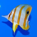 Copperband butterflyfish Royalty Free Stock Photo
