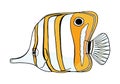 Copperband Butterflyfish. Outline colored vector Chelmon rostratus fish. Hand drawn yellow beaked coralfish isolated on Royalty Free Stock Photo