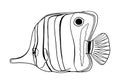 Copperband Butterflyfish. Outline vector Chelmon rostratus fish. Hand drawn beaked coralfish isolated on white background. Royalty Free Stock Photo