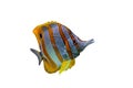 Copperband butterflyfish, reef fish, beak coralfish isolated on white. orange striped marine fish Royalty Free Stock Photo