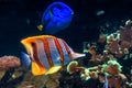 Copperband butterflyfish with regal tang