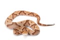 Copperhead Royalty Free Stock Photo