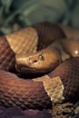 Copperhead Royalty Free Stock Photo