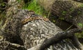 Copperhead Pit Viper snake on log in the swamp