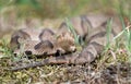 Copperhead Pit Viper snake coiled in the grass