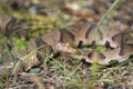 Copperhead Pit Viper snake coiled in the grass