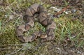 Copperhead Pit Viper snake coiled in the grass