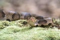 Copperhead Pit Viper flicking tongue Royalty Free Stock Photo