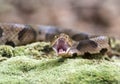 Copperhead Pit Viper with open mouth to strike showing fangs and glottis