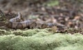 Copperhead Pit Viper snake camouflage on moss covered log