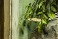 Copperhead Racer radiated rat snake, copperhead rat snake, copper-headed trinket snake, a nonvenomous snake feeds on large roden