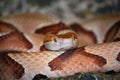 Copperhead snake Royalty Free Stock Photo