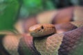 Copperhead snake Royalty Free Stock Photo